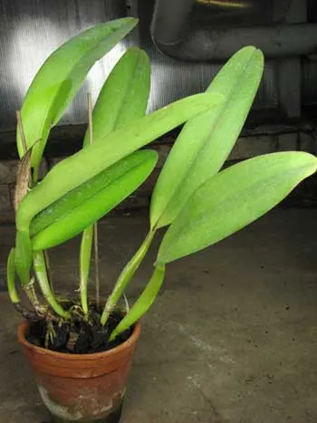 Rhyncholaeliocattleya Li Cheng Mary \'Pearl\'
