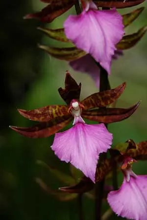 Rhynchostele bictoniense
