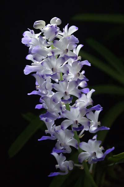 Rhynchostylis coelestis blue