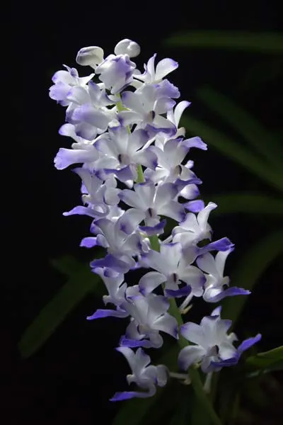 Rhynchostylis coelestis blue