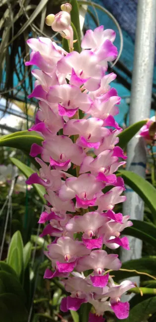 Rhynchostylis coelestis pink