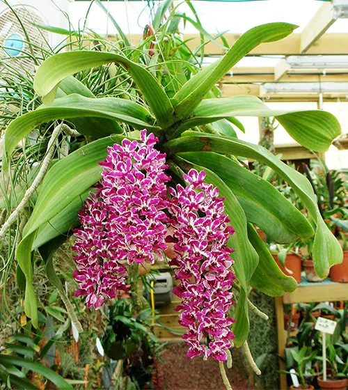 Rhynchostylis gigantea