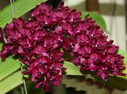 Rhynchostylis gigantea red