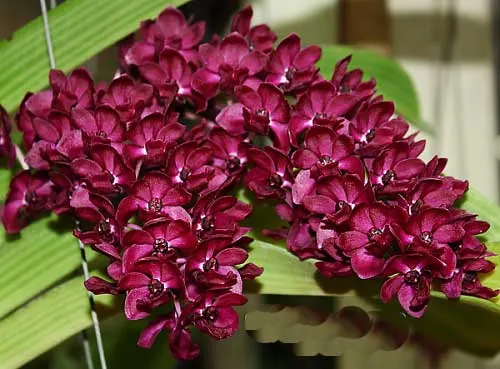 Rhynchostylis gigantea red
