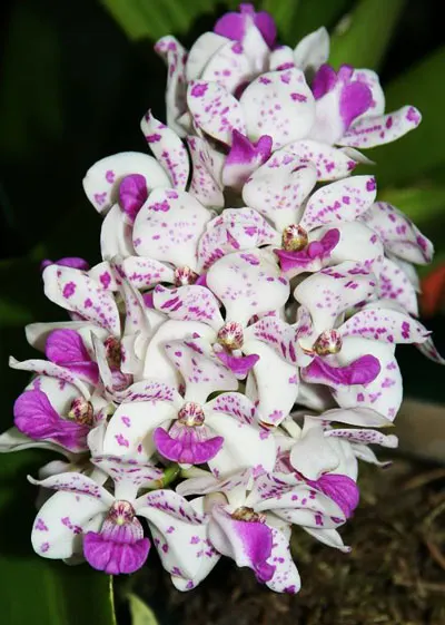 Rhynchostylis gigantea spot