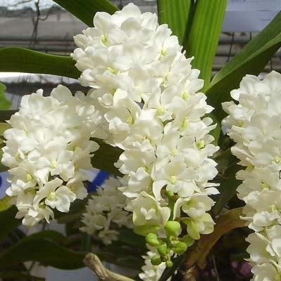 Rhynchostylis gigantea white