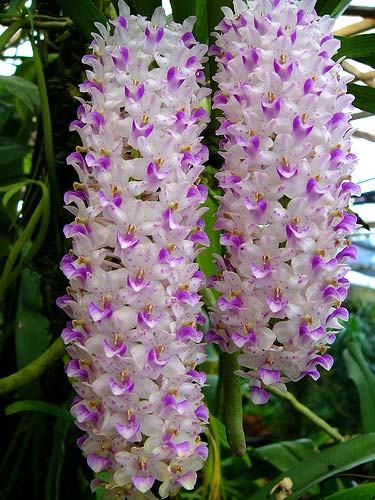 Rhynchostylis retusa spot