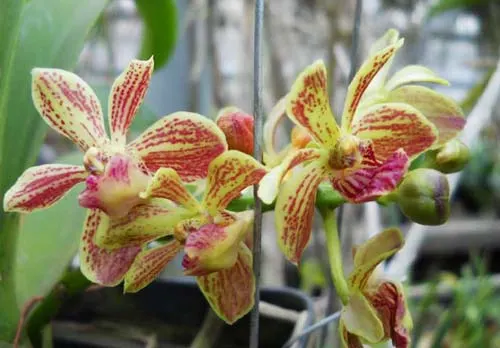 Rhynchovanda Chang Thai