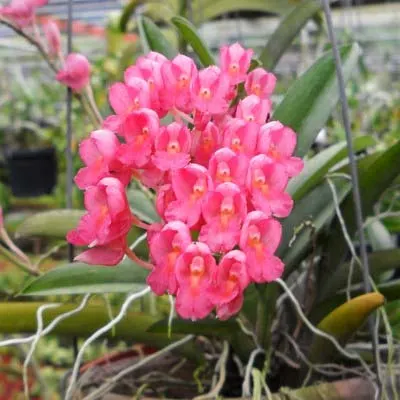 Rodriguezia lanceolata