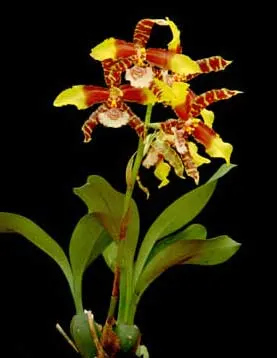 Rossioglossum grande