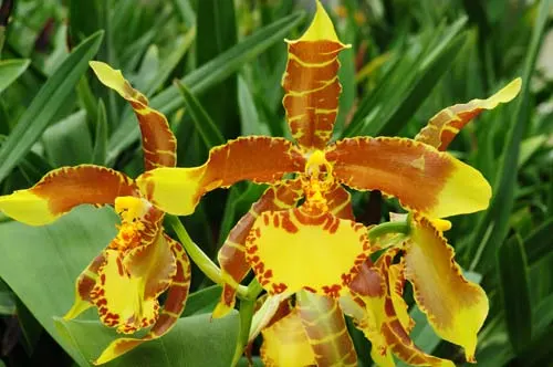 Rossioglossum grande x splendens