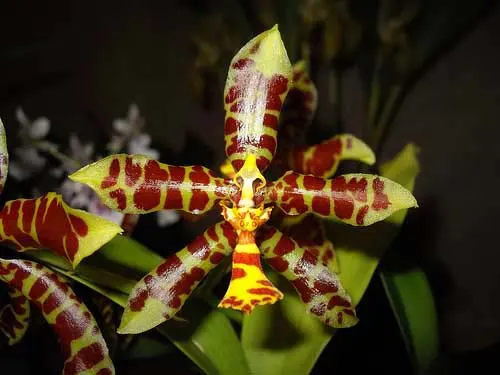 Rossioglossum insleayi