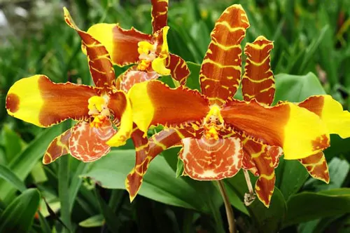 Rossioglossum 'Rawdon Jester' (Rossioglossum grande x Rossoiglossum williamsianum)