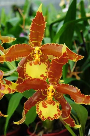 Rossioglossum splendens x grande