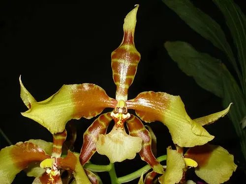 Rossioglossum williamsianum