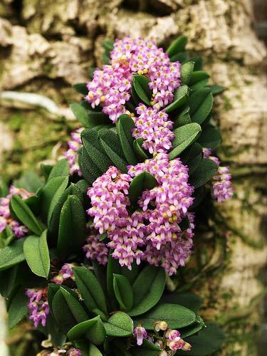 Schoenorchis fragrans