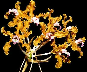 Schomburgkia crispa