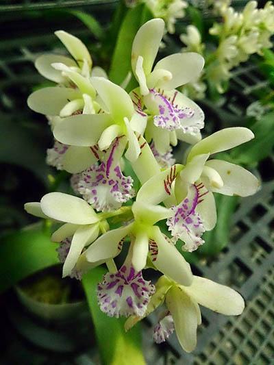Sedirea japonica