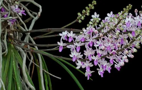 Seidenfadenia mitrata