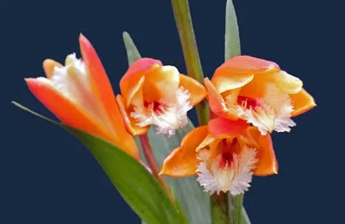 Sobralia crocea