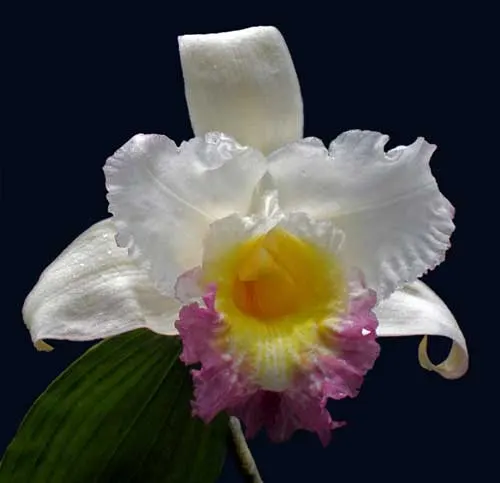 Sobralia gentryi