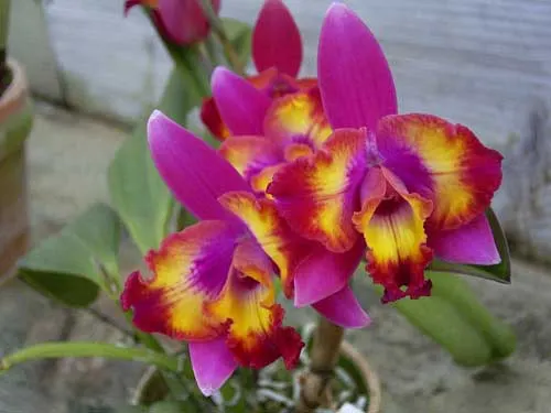 Sophrolaeliocattleya Hawaiian Splash