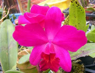 Sophrolaeliocattleya Love Castle