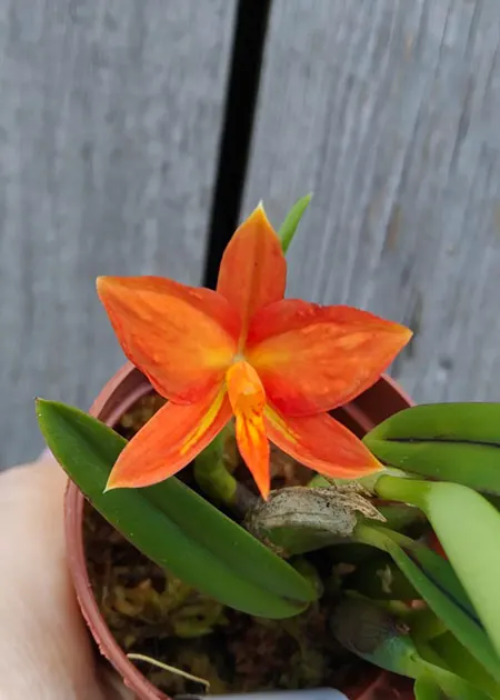 Sophronitis coccinea 'Colibri' x self