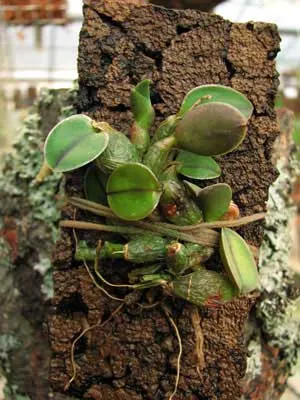 Sophronitis coccinea var. xanthoglossa