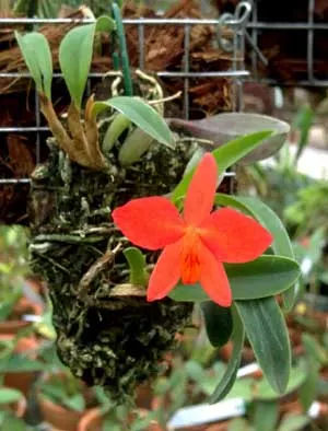 Sophronitis grandiflora