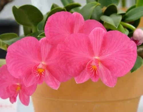 Sophronitis rosea