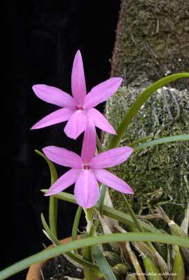 Sophronitis violacea