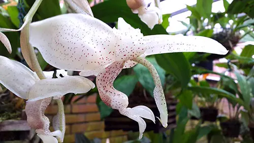 Stanhopea florida