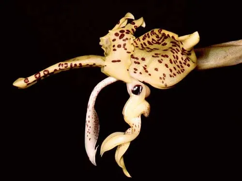 Stanhopea gibbosa