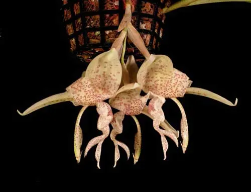 Stanhopea haseloviana
