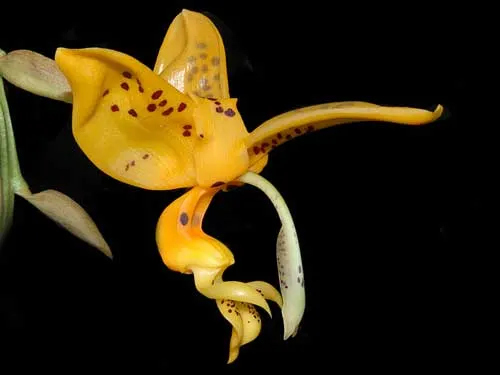 Stanhopea jenischiana