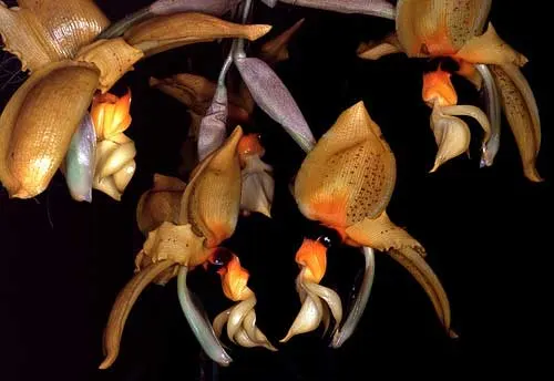 Stanhopea nigripes