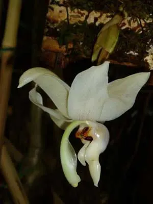 Stanhopea reichenbachiana