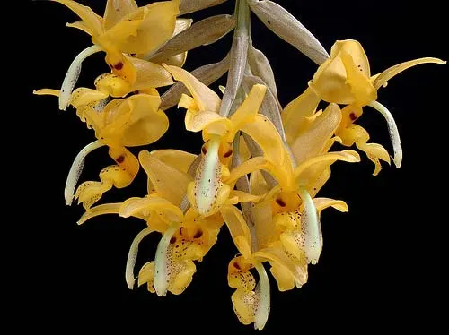 Stanhopea stevensonii