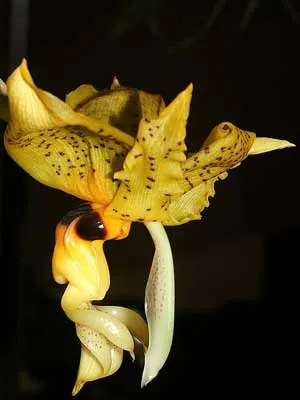Stanhopea wardii
