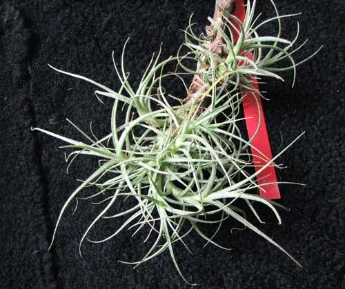 Tillandsia marconae