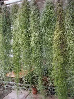 Tillandsia usneoides