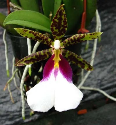 Trichocentrum tigrinum