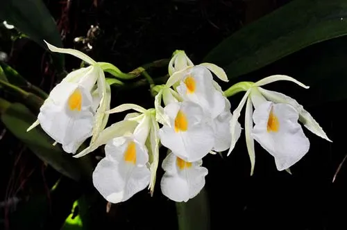 Trichopilia fragans