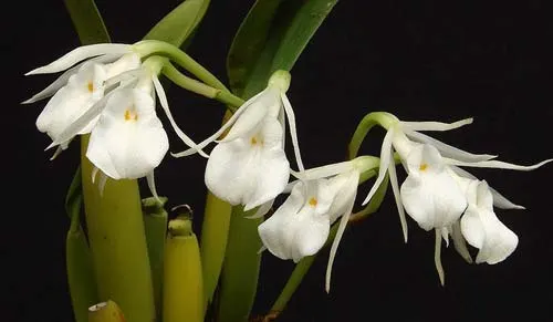 Trichopilia gracilis