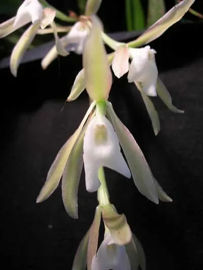 Trichopilia laxa
