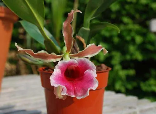 Trichopilia marginata x suavis
