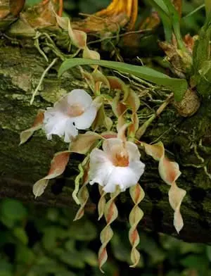 Trichopilia tortillis