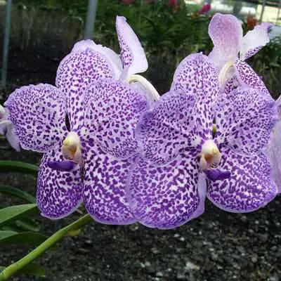 Vanda (Wirat – Rattana)