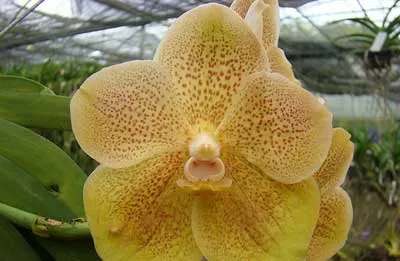 Vanda Amphai x Vanda Kultana Gold